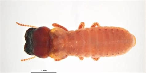 Termite Types And Pest Species In Australia Rentokil AU