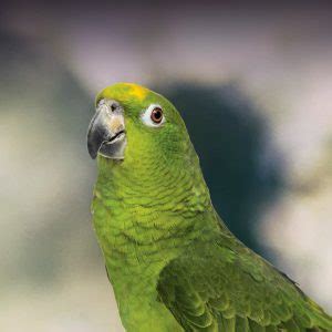 Amazon Parrot Personality, Food & Care – Pet Birds by Lafeber Co.