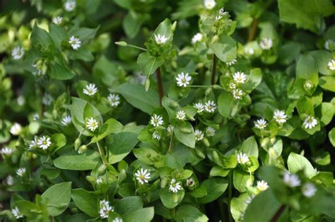 How To Identify And Control Common Chickweed Total Landscape Care