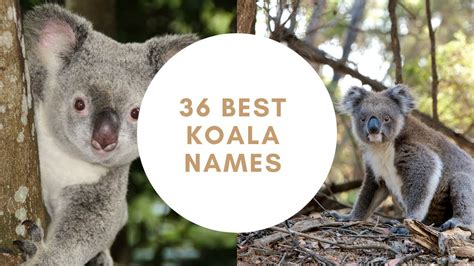 36 Koala Name Ideas Best Way To Name Your Pet Koala Youtube