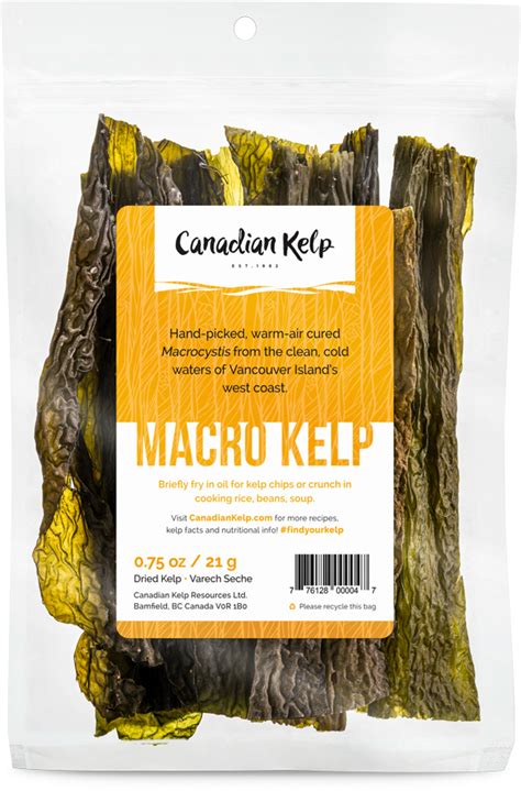 Macro Kelp Canadian Kelp