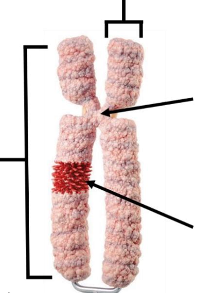 Chromosomes Diagram Quizlet