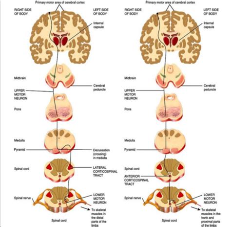 Spinal Cord Injuries Flashcards Quizlet