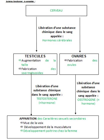 Cours 3 Hormones Et Déclenchement De La Puberté Ressources 4ème