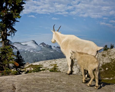 Eight Facts About Mountain Goats You Should Know National Forest