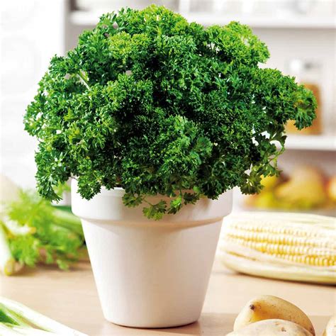 Buy Parsley Moss Curled Organic Seeds Organic Gardening Catalogue