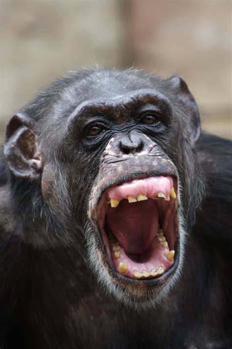 Chimpanzé image stock. Image du carter, sauvage, animal - 6677697