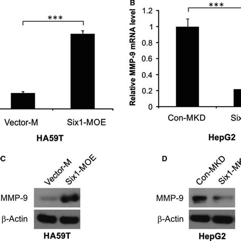 Six1 Up‐regulates Matrix Metalloproteinase 9 Mmp‐9 Expression In Download Scientific Diagram