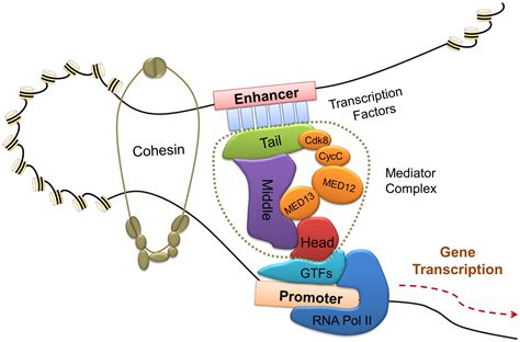 The Emerging Role Of Mediator Complex Subunit In Tumorigenesis And