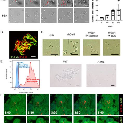 Galectin Enchains Bacteria During Bacterial Growth By Binding To The