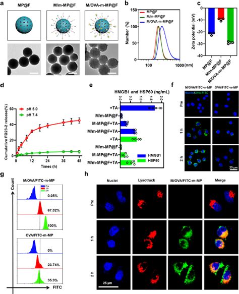 Characterization And Antigen Capture Efficiency Of Mm Mpf A The Download Scientific Diagram