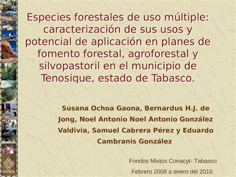 Ppt Especies Forestales De Uso M Ltiple Caracterizaci N De Sus Usos