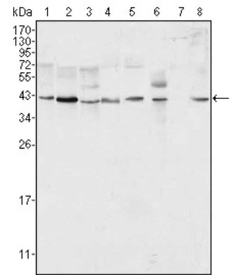 ERK2 Antibody 4C11 BSA Free Novus Biologicals 0 1mL Unlabeled