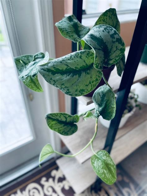 Scindapsus Silver Satin Pothos Low Light Houseplant Variegate Etsy