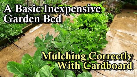 The Basic Most Inexpensive Garden Bed And Mulching With Cardboard Made