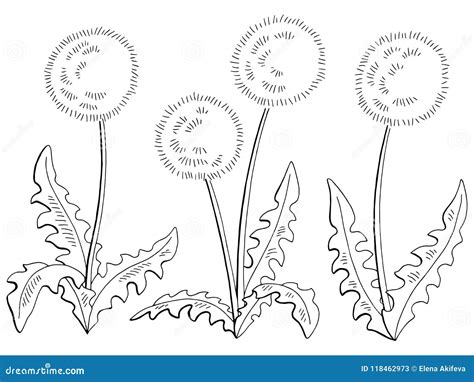 蒲公英蒲公英花图表黑白色隔绝了剪影集合例证传染媒介 向量例证 插画 包括有 图象 投反对票 查出 118462973