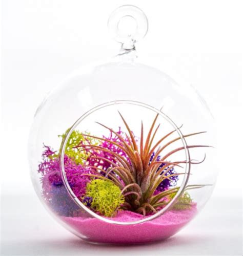 Hanging Glass Ball Terrarium With Air Plant