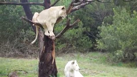 Lion Climbing 2 Youtube