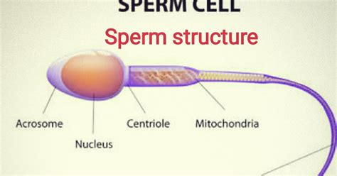 MAKHADUM HEALTH: Sperm Cell Structure Production Fertilization