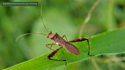 Broad Headed Bug Project Noah