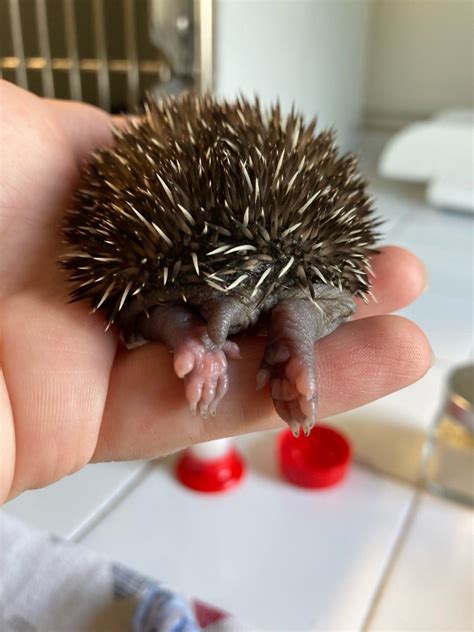 My Nature World — Little hoglet found away from his nest, mum and...