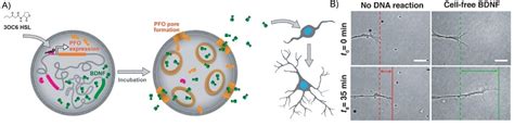 Functional Interactions Between Bottom‐up Synthetic Cells And Living