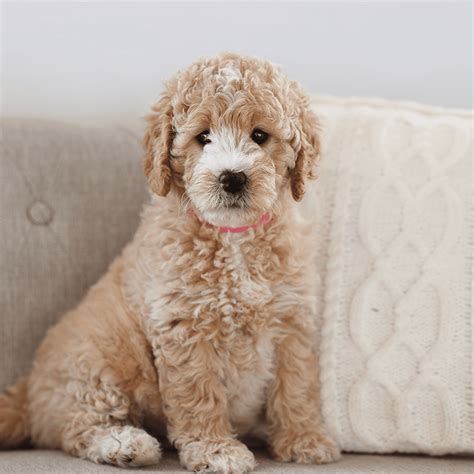 Standard Engelsk Goldendoodle F1 & F1B English Teddybear Goldendoodle