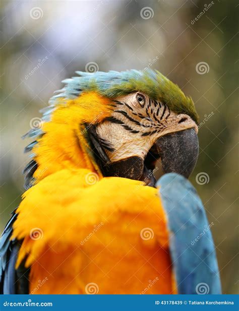 Portrait Of A Blue Parrot Stock Image Image Of Looking 43178439