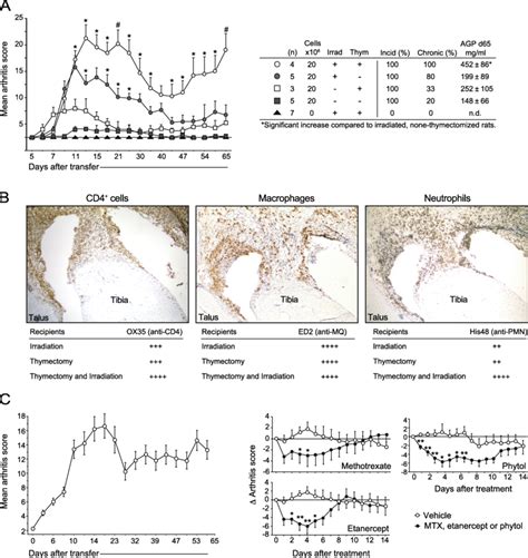 Irradiation In Combination With Thymectomy Enhances Chronic Arthritis