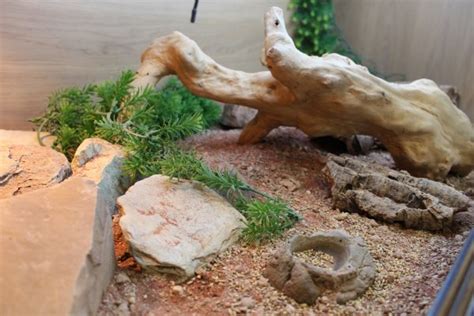 How To Decorate A Bearded Dragon Vivarium Evolution Reptiles