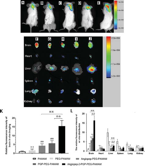 Representative In Vivo Imaging And Ex Vivo Biodistribution In Vivo