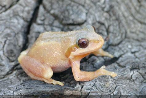 Albino Pacific Chorus Frog