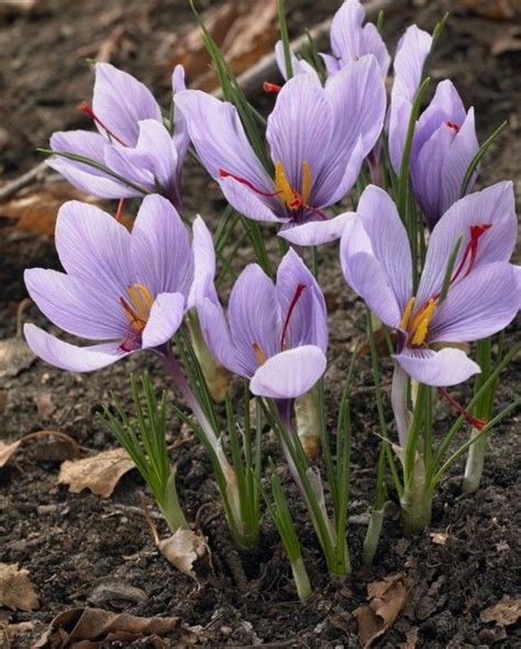 Crocus Sativus Saffron Crocus