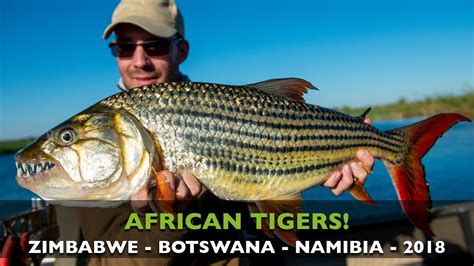 CATCHING BIG TIGERFISH IN THE ZAMBEZI RIVER IN AFRICA YouTube