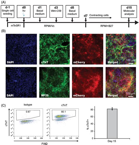 Optogenetic Directed Differentiation Of Human Pluripotent Stem Cells