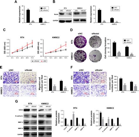 Downregulation Of Nodal Inhibited Cell Proliferation Migration And