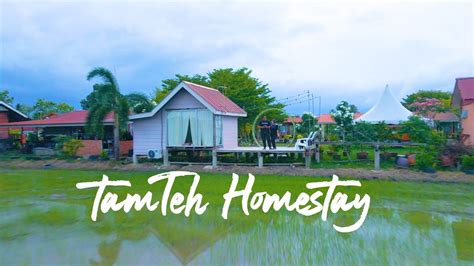 Homestay Sawah Di Kedah Tamteh Homestay YouTube