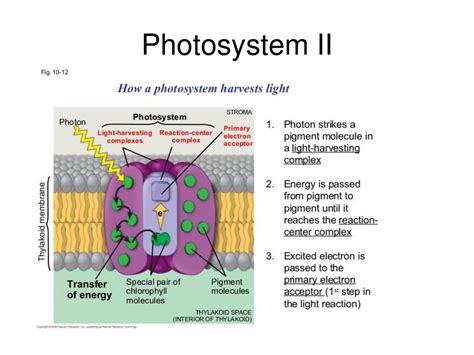 Photosystem 1 And 2 Diagram