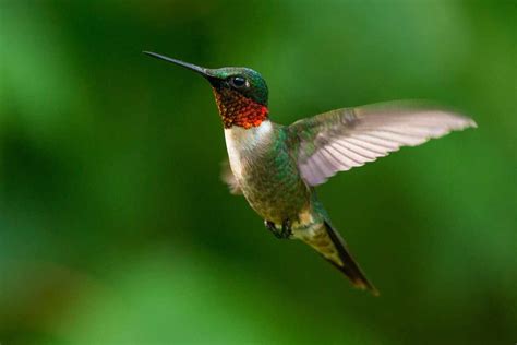 Male Ruby Throated Hummingbird Hovering Hummingbird Migration