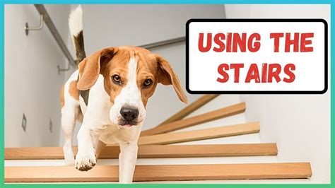 Teach Your Dog To Go Down And Up Stairs Teach Your Dog How To Walk