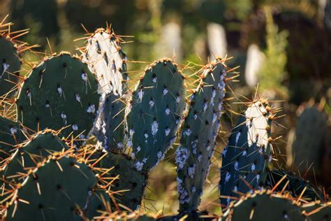 Say Goodbye To Cactus Bugs With These Easy Methods Succulent Alley