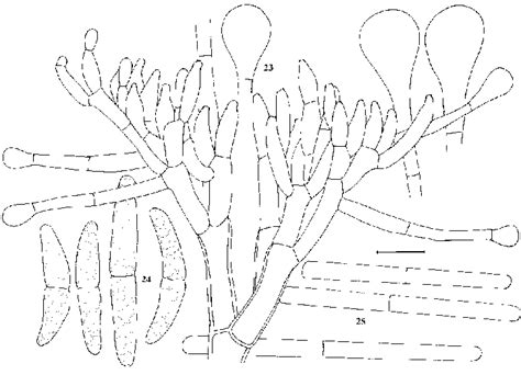 Calonectria Hongkongensis And Its Anamorph Cylindrocladium Hongkongense