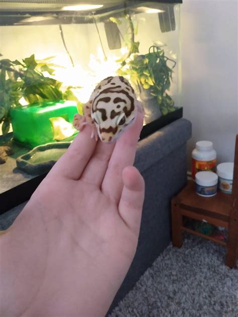 Substrate : LeopardGecko