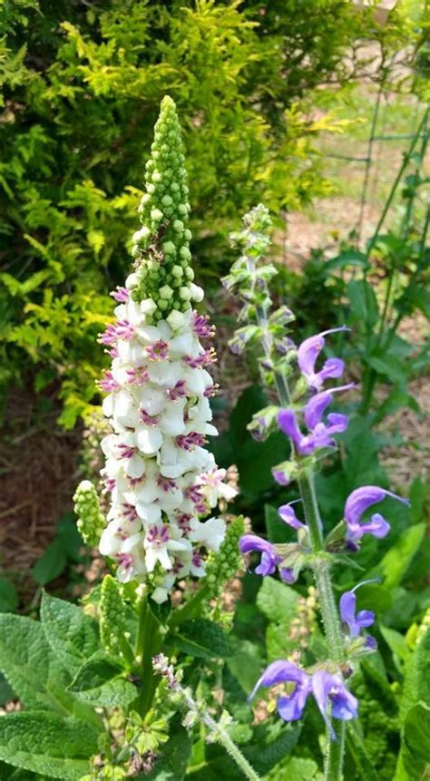 Verbascum Nigrum - Dark Mullein - “album” -- Medicinal Herb SEEDS - Etsy