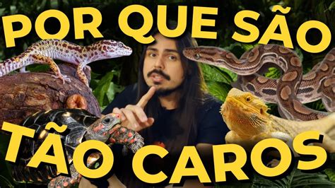 POR QUE OS ANIMAIS LEGALIZADOS SÃO TÃO CAROS ENTENDA BICHOS DO MR