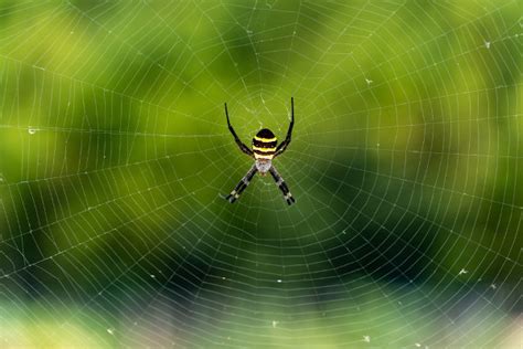 Aranha Gigante Biologia Curiosidades Animais Ara