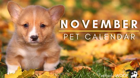 November Pet Calendar - Positively Woof