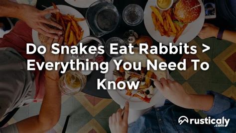 Do Snakes Eat Rabbits • Everything You Need To Know