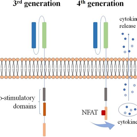 Different generations of CAR-T cells. | Download Scientific Diagram