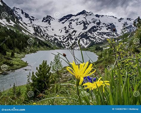 Yellow Field Flowers Against Mountains And Mountain Lake Flower Valley